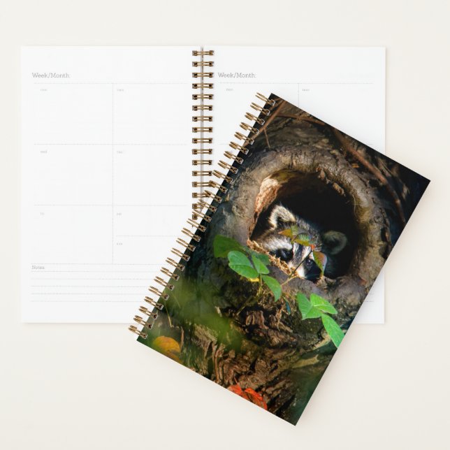 Agenda Florestas | Raccoon Peeking (Exibição)