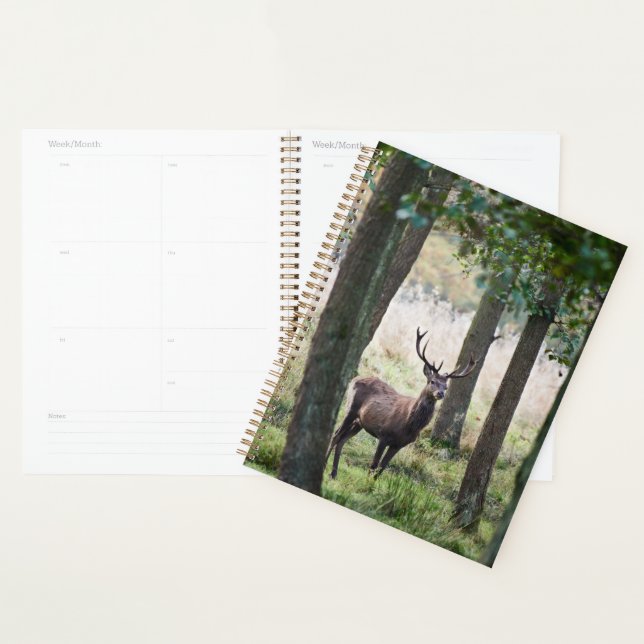 Agenda Florestas | Woodlands & Red Deer (Exibição)