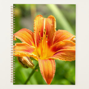 Agenda Foto de flor Lily grande e bonita