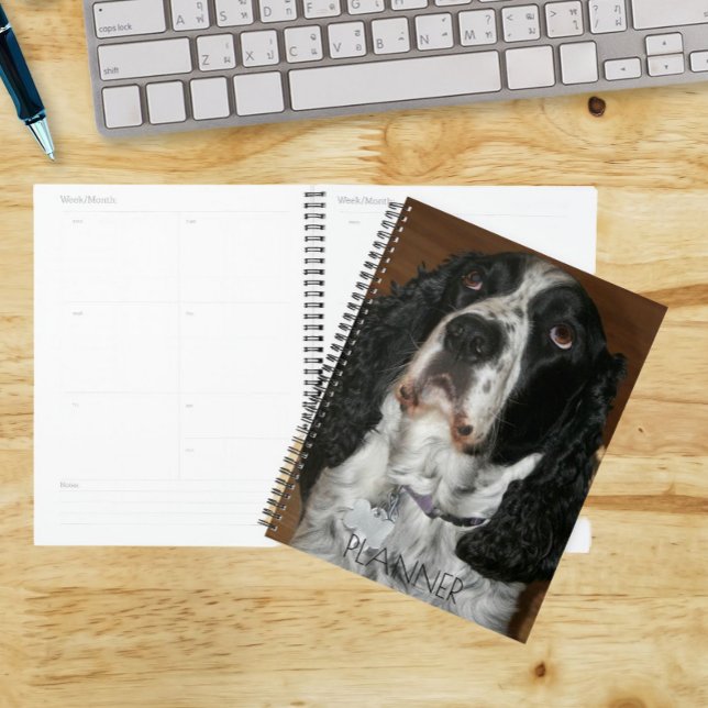 Agenda Foto de Pet do Spinger Spaniel Inglês (In Situ)