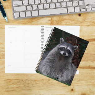 Agenda Foto de Wildlife na Floresta Cura