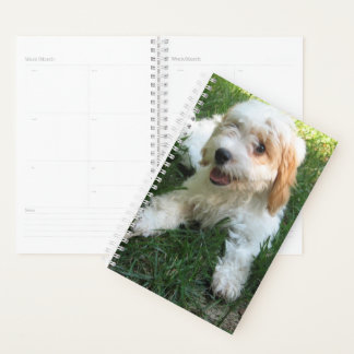 Agenda Foto do Cachon Cavachon