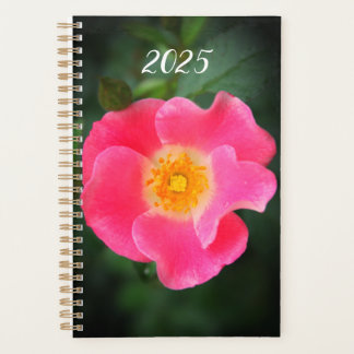 Agenda Foto Floral Rosa Rosa Rosa Rosa Rosa Rosa Rosa Ros
