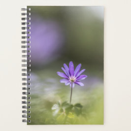 Agenda Foto Windflower Nature