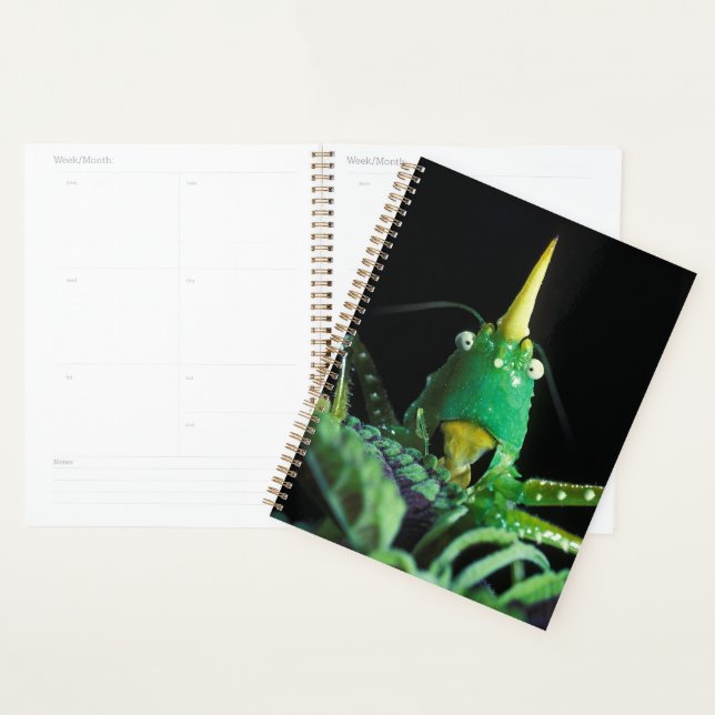 Agenda Gafanhoto de Cabeça de Cone (Exibição)