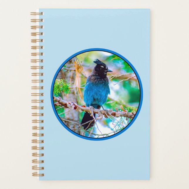 Agenda Gaio-de-steller - Fotografia Original (Frente)