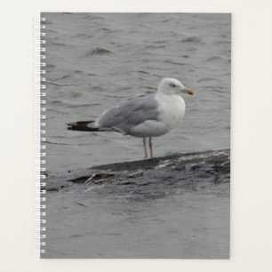 Agenda Gaivota grande