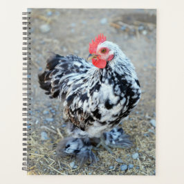 Agenda Galinha-De-Chicken-Bantam