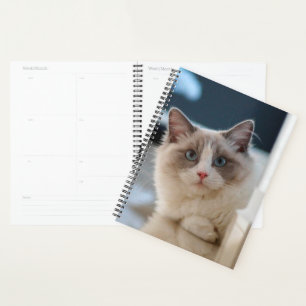 Agenda Gatinho de olhos azuis