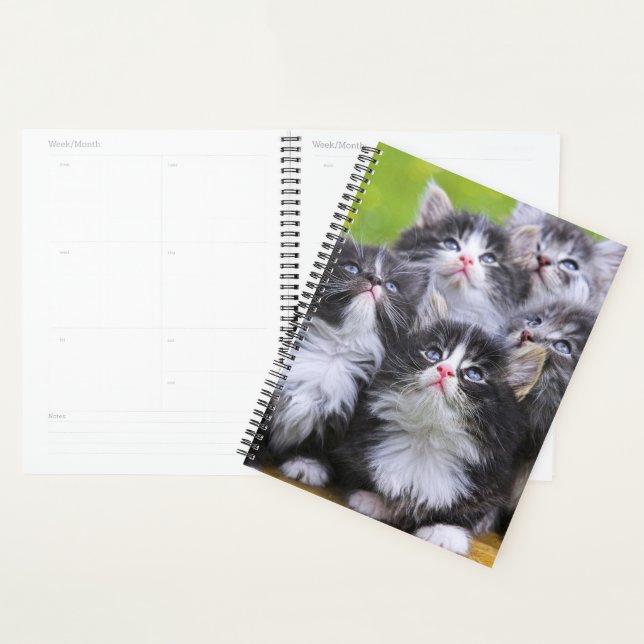 Agenda Gatinhos (Exibição)
