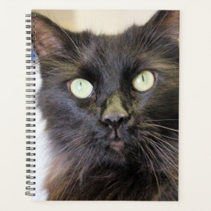 Agenda Gato