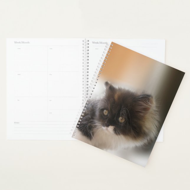 Agenda Gato Cinto (Exibição)