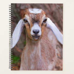 Agenda Gato De Bebê Bastante Personalizado