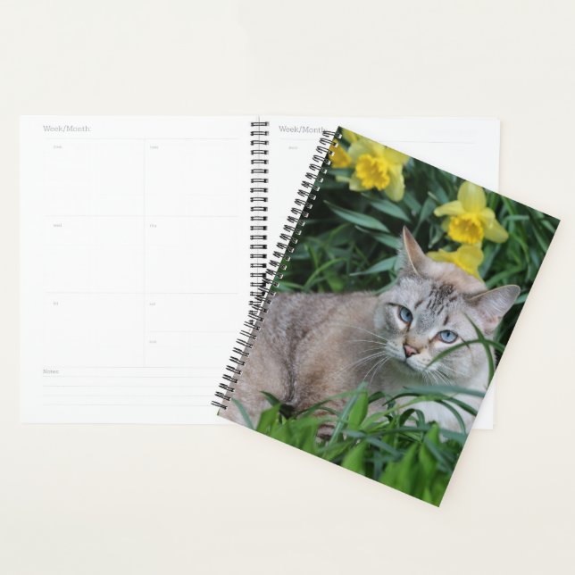 Agenda Gato Siames Lynx Point (Exibição)