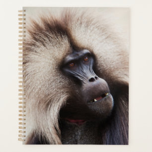 Agenda Gelada Baboon, Etiópia