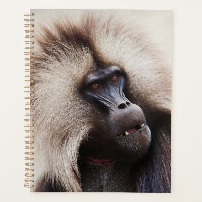 Agenda Gelada Baboon, Etiópia (Frente)