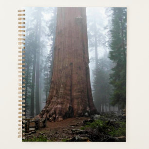Agenda General Sherman Tree, Sequoia, CA