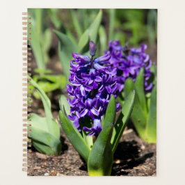 Agenda Geocinto Azul na primavera