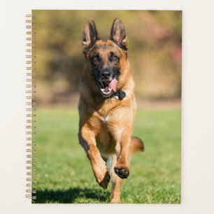 Agenda german shepherd em execução