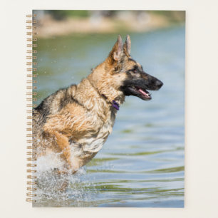 Agenda german shepherd Passa Para Água
