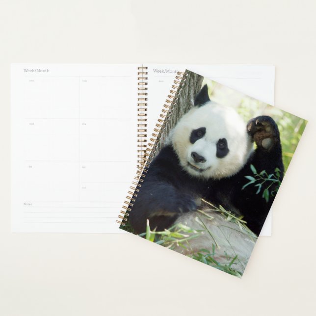 Agenda Giant Panda Andando Contra Árvore (Exibição)