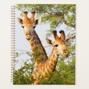 Agenda Girafas Espiando Acima da Vegetação