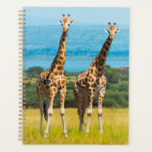 Agenda Girafas na Savana, Uganda