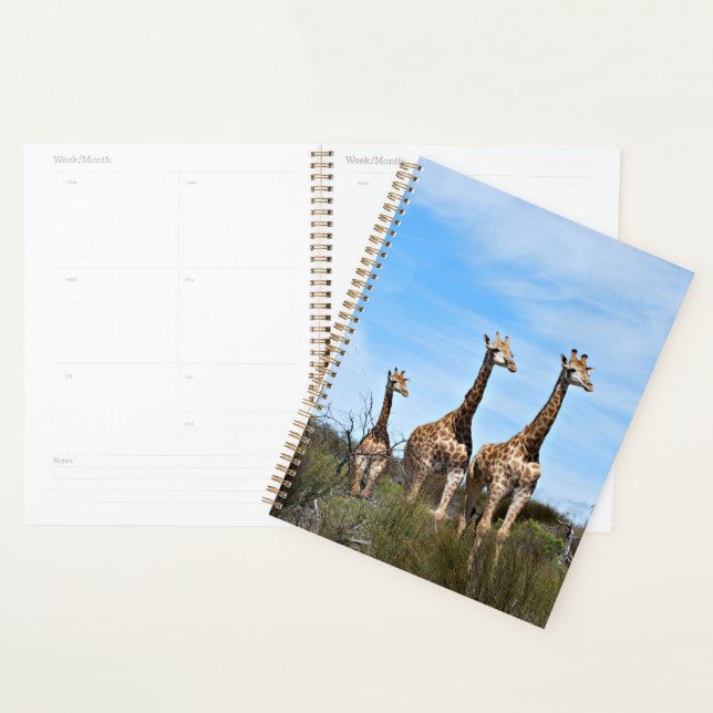 Agenda Girafas no Amanhecer Pacífico (Exibição)