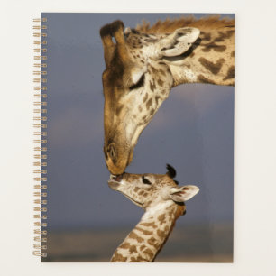 Agenda Giraffe beijando bebê girafa