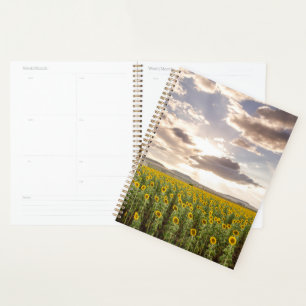 Agenda Girassóis no Sunset