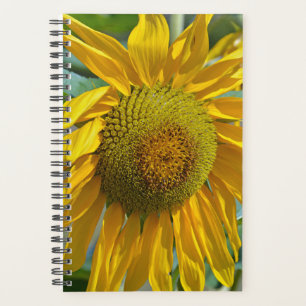 Agenda Girassol