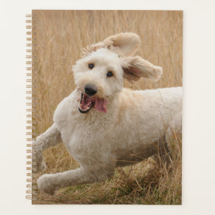 Agenda Goldendoodle Passa Pela Grama
