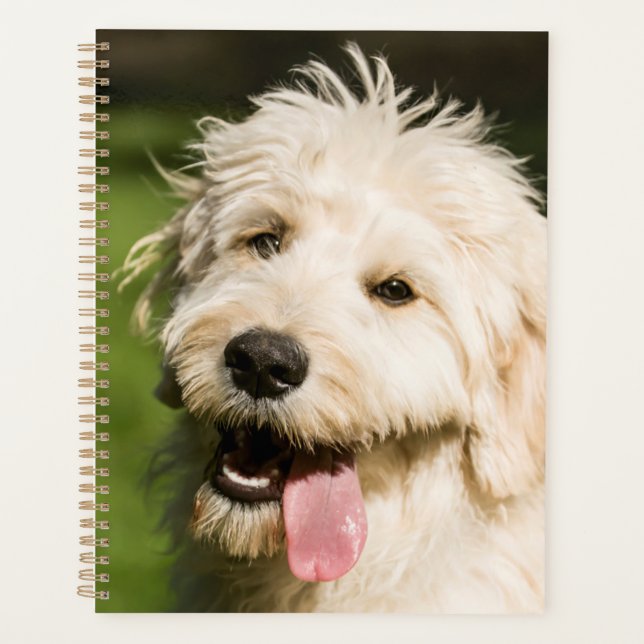 Agenda Goldendoodle Puppy (Frente)