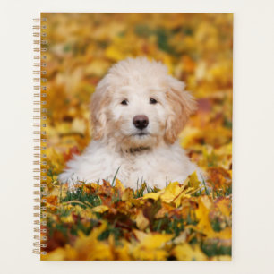 Agenda Goldendoodle Puppy Em Folhas De Queda