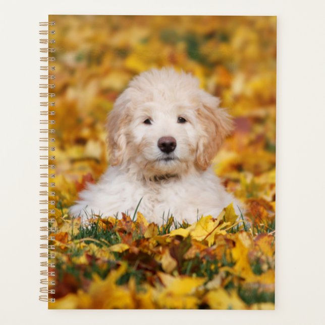 Agenda Goldendoodle Puppy Em Folhas De Queda (Frente)