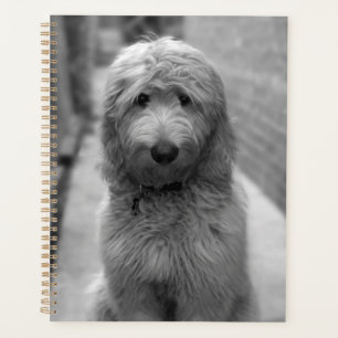 Agenda Goldendoodle Puppy No Quintal