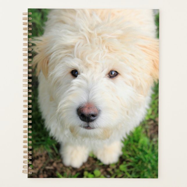 Agenda Goldendoodle Puppy Olhando Para A Câmera (Frente)