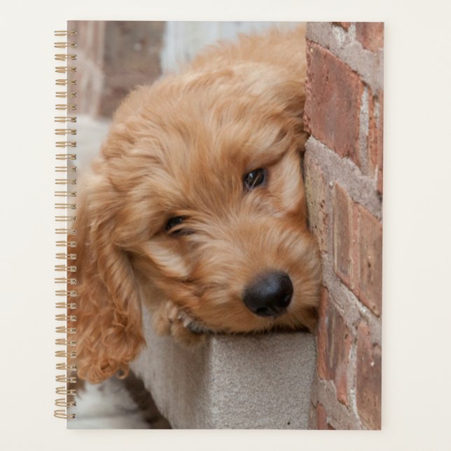 Agenda Goldendoodle Puppy Peeking (Frente)