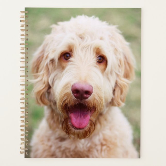 Agenda Goldendoodle sorrindo (Frente)