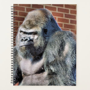 AGENDA GORILLA