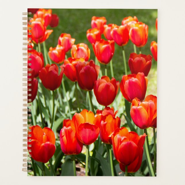 Agenda Grande campo de tulipas vermelhas (Frente)
