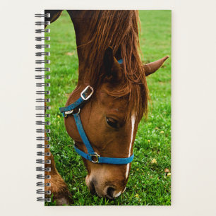 Agenda Graze De Castanheiro De Equídeos Com Foto Equina