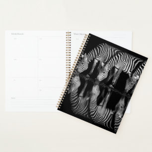 Agenda Grupo de Zebras da Planície Bebem Juntas à Noite