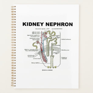 Agenda Guia de Introdução à Anatomia do Rim Nephron Ci