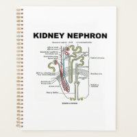 Guia de Introdução à Anatomia do Rim Nephron Cinza
