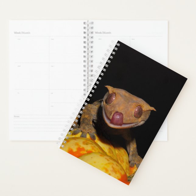 Agenda Halloween Crested Gecko (Exibição)