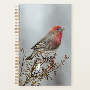 Agenda House Finch in Snow - Foto original