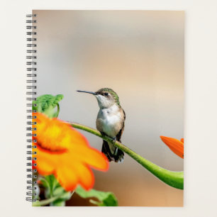 Agenda Hummingbird nos Adirondacks 2022