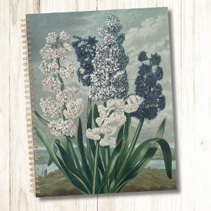 Agenda Hyacinths (1807) - Exquisite Vintage Botânica