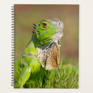 Agenda Iguana na Flórida 2022